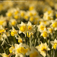 Buy canvas prints of At David’s Day Daffodils  flowers by Simon Johnson