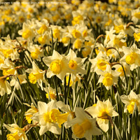 Buy canvas prints of Sunlit Daffodil flower by Simon Johnson