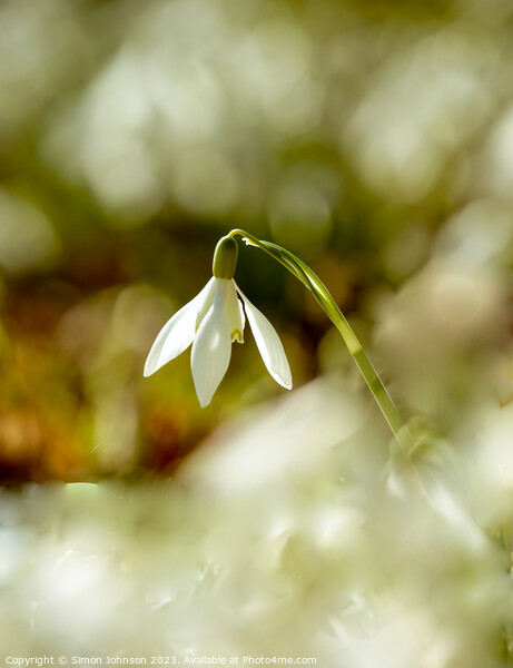 A close up of a sunlit snowdrop flower Picture Board by Simon Johnson
