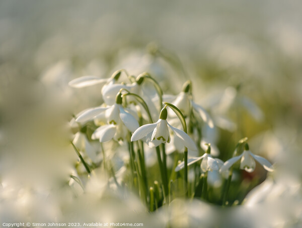 sunlit Snowdrop flower Picture Board by Simon Johnson