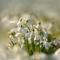 Buy canvas prints of sunlit Snowdrop flower by Simon Johnson
