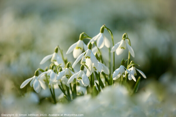 A close up of Snowdrop flowers Picture Board by Simon Johnson