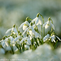 Buy canvas prints of A close up of Snowdrop flowers by Simon Johnson