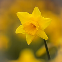 Buy canvas prints of A close up of a  daffodil flower by Simon Johnson