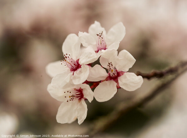 Early spring blossom flower Picture Board by Simon Johnson