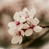 Buy canvas prints of Early spring blossom flower by Simon Johnson