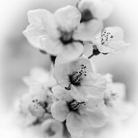 Buy canvas prints of white blossom monochrome  by Simon Johnson
