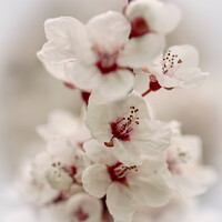 Buy canvas prints of Early spring blossom by Simon Johnson