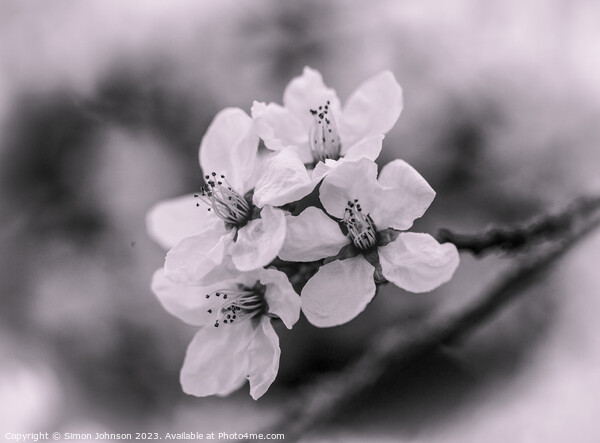 spring blossom Monochrome  Picture Board by Simon Johnson