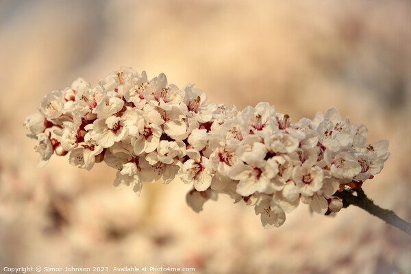 Sunlit blossom  Picture Board by Simon Johnson