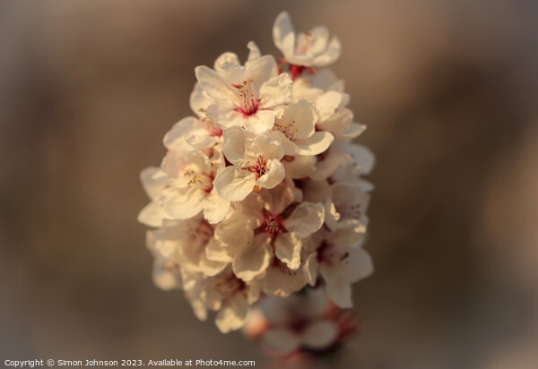 March blossom  Picture Board by Simon Johnson