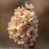 Buy canvas prints of March blossom  by Simon Johnson