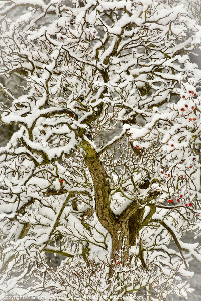 Snow clad tree  Picture Board by Simon Johnson