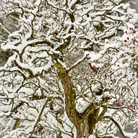 Buy canvas prints of Snow clad tree  by Simon Johnson