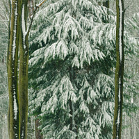 Buy canvas prints of spring snow by Simon Johnson