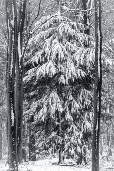 woodland snow on monochrome  Picture Board by Simon Johnson