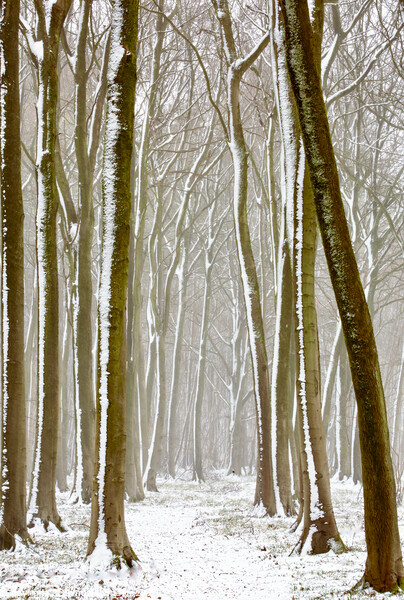 Winter woodland  Picture Board by Simon Johnson