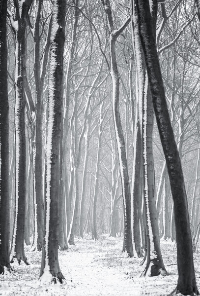 Winter woodland  Picture Board by Simon Johnson