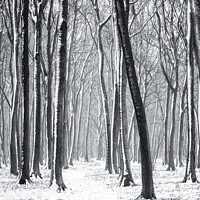 Buy canvas prints of Snowy Woodland Path by Simon Johnson
