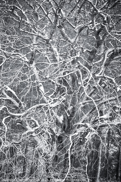 Frosted  tree  Picture Board by Simon Johnson