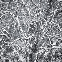 Buy canvas prints of Frosted  tree  by Simon Johnson