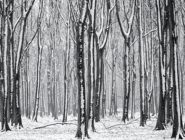 winter woodland  Picture Board by Simon Johnson