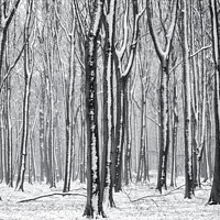 Buy canvas prints of winter woodland  by Simon Johnson