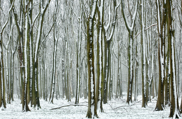Winter Woodland  Picture Board by Simon Johnson