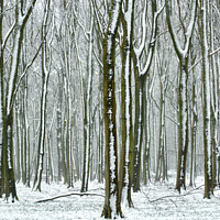 Buy canvas prints of Winter Woodland  by Simon Johnson