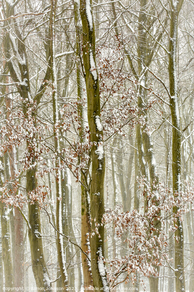 Frosted trees  Picture Board by Simon Johnson