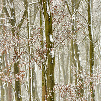 Buy canvas prints of Frosted trees  by Simon Johnson