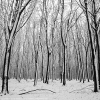 Buy canvas prints of Woodland Snow by Simon Johnson