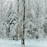Buy canvas prints of woodland snow by Simon Johnson