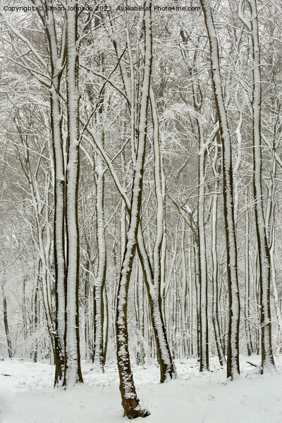 Frosted trees Picture Board by Simon Johnson