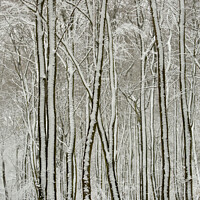 Buy canvas prints of Frosted trees by Simon Johnson