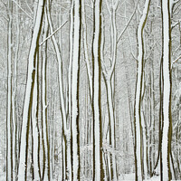 Buy canvas prints of winter tree trunks  by Simon Johnson
