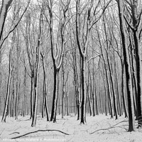 Buy canvas prints of Winter Woodland  by Simon Johnson