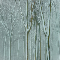 Buy canvas prints of Winter woodland  by Simon Johnson