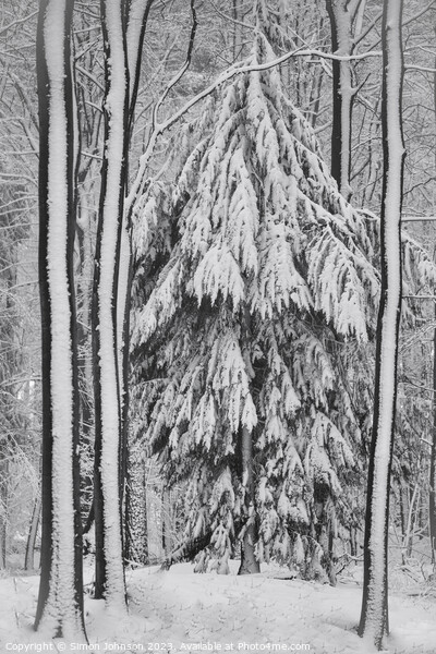 Snowy, frosted trees Picture Board by Simon Johnson