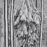 Buy canvas prints of Snowy, frosted trees by Simon Johnson