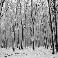 Buy canvas prints of woodland Snow  by Simon Johnson