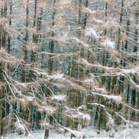 Buy canvas prints of Frosted conifers by Simon Johnson