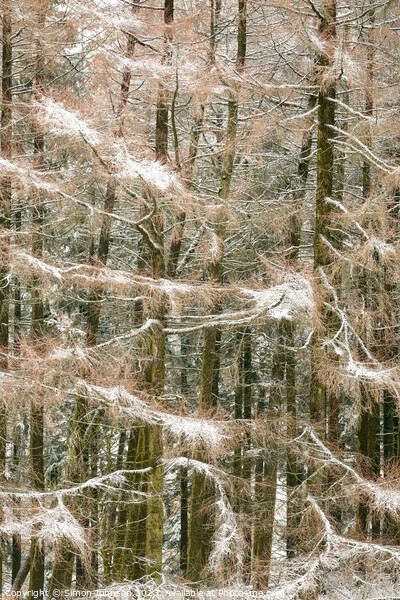 Frosted conifers Picture Board by Simon Johnson