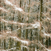 Buy canvas prints of Frosted conifers by Simon Johnson