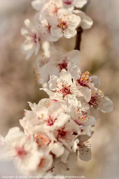 blossom f Picture Board by Simon Johnson