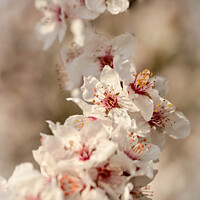 Buy canvas prints of spring Cherry Blossom by Simon Johnson