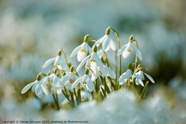 Sunlit snowdrop flowers Picture Board by Simon Johnson