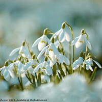 Buy canvas prints of Sunlit snowdrop flowers by Simon Johnson