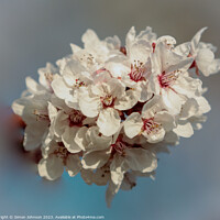 Buy canvas prints of A close up of blossom by Simon Johnson