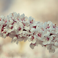 Buy canvas prints of spring Cherry Blossomr by Simon Johnson